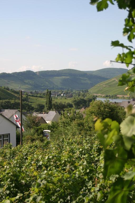 Ferienweingut Hirschen Schulstrasse Bed & Breakfast Burg  ภายนอก รูปภาพ